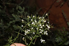 Muraltia horrida