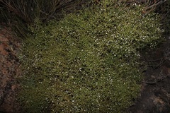 Muraltia horrida