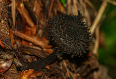 Strobilomyces echinatus