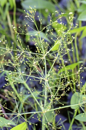 northern water-plantain