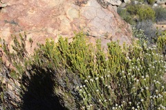 Oedera squarrosa