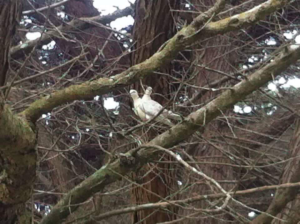 African Collared Dove