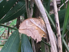 Eryphanis automedon
