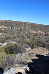 Aspalathus altissima