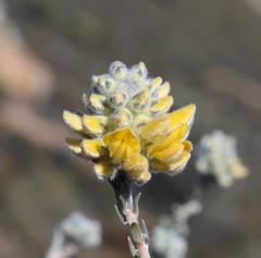 Aspalathus altissima