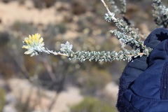 Aspalathus altissima