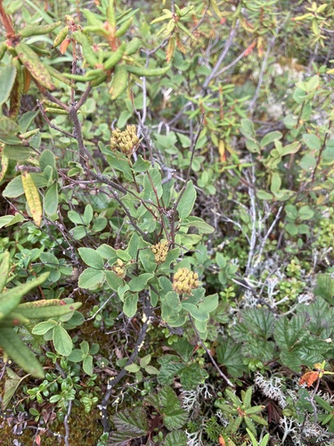 Spiraea stevenii, photograph 3