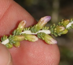 Aspalathus costulata