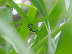 Hyllus diardi