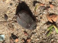 Maladera holosericea