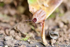 Rhipicephalus microplus