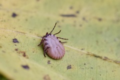 Rhipicephalus microplus