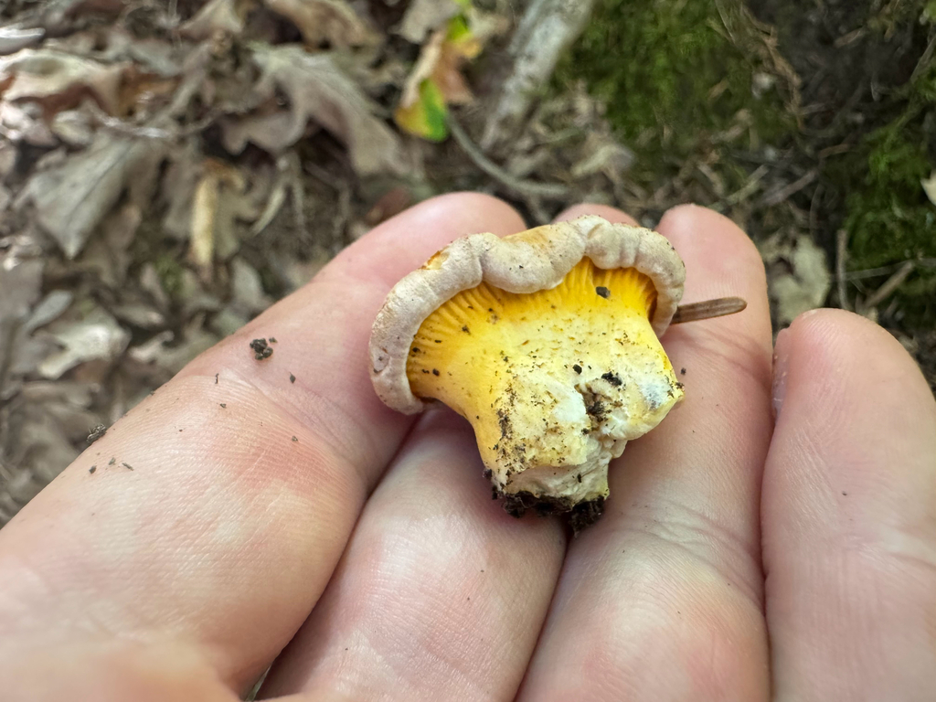 Rainbow Chanterelle