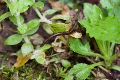 Haemadipsa zeylanica