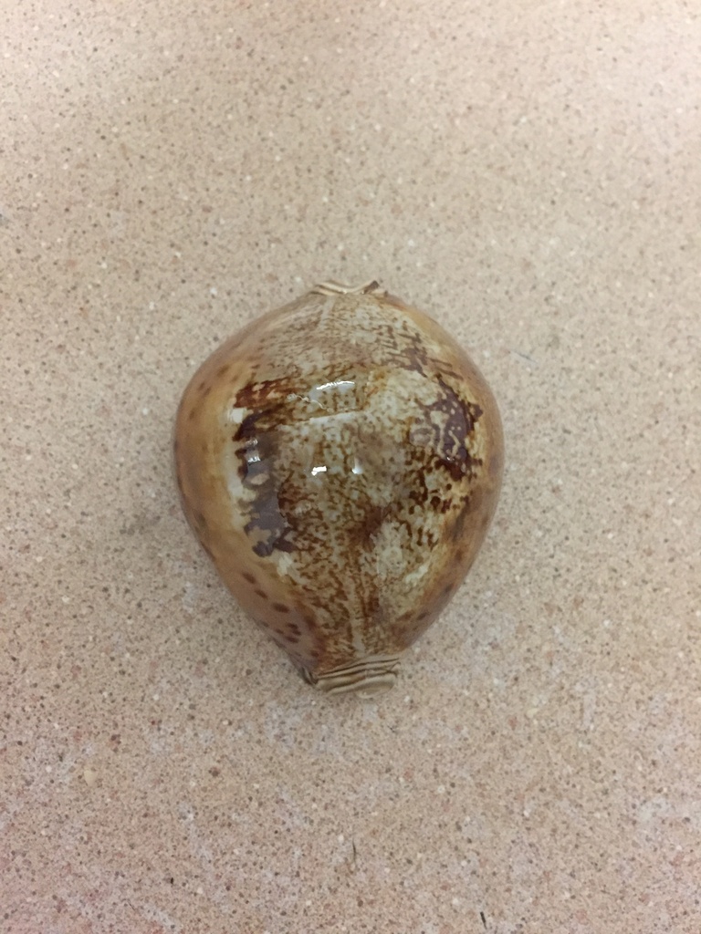 Prince Cowrie