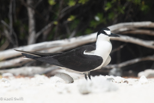 iNaturalist image