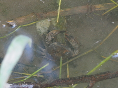 Parathelphusa convexa