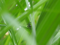 Hyllus diardi