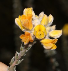 Aspalathus altissima