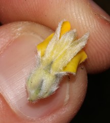 Aspalathus altissima