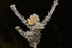 Aspalathus altissima