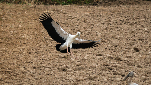 Asian Openbill