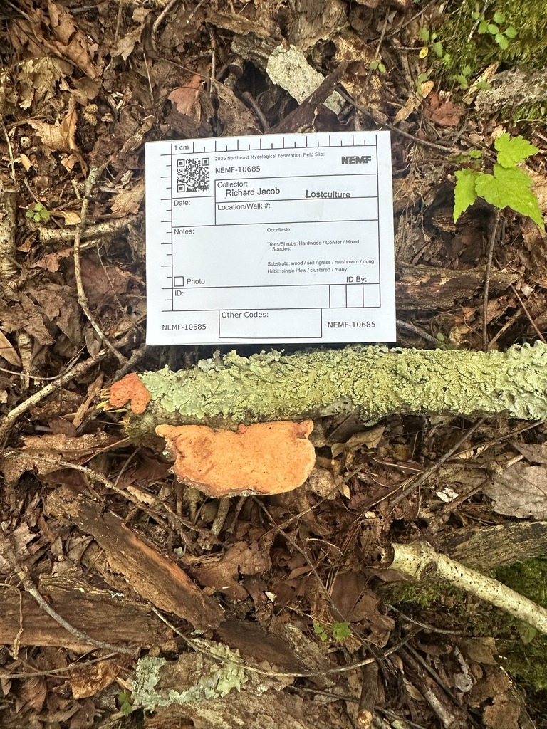 tender nesting polypore · July 2026 · photo: Photo: (c) Richard Jacob, some rights reserved (CC BY) · iNaturalist