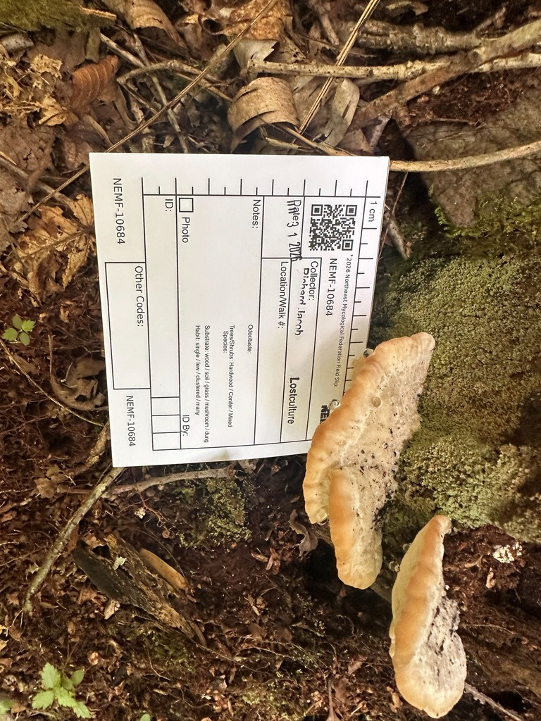 green cheese polypore · July 2026 · photo: Photo: (c) Richard Jacob, some rights reserved (CC BY) · iNaturalist