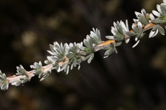 Aspalathus altissima