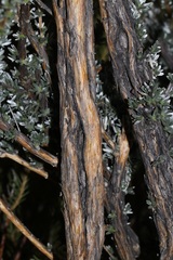 Aspalathus altissima