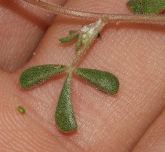 Leobordea esterhuyseana