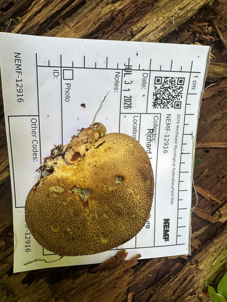 Parasitic Bolete · July 2026 · photo: Photo: (c) Richard Jacob, some rights reserved (CC BY) · iNaturalist