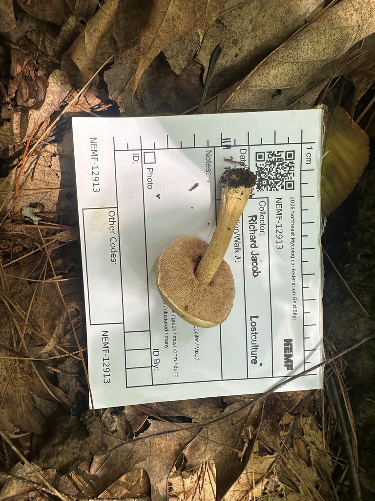 Bitter Bolete · July 2026 · photo: Photo: (c) Richard Jacob, some rights reserved (CC BY) · iNaturalist