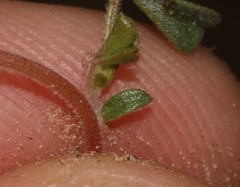 Leobordea esterhuyseana