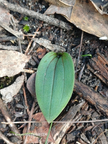 Hare Orchid