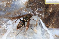 Polistes snelleni