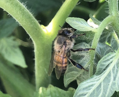 Apis mellifera