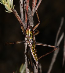 Clonia melanoptera