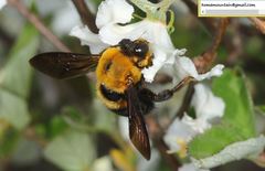 Xylocopa appendiculata