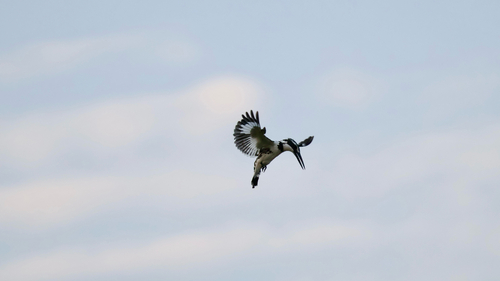 Pied Kingfisher