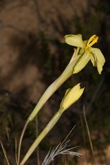 Moraea cookii