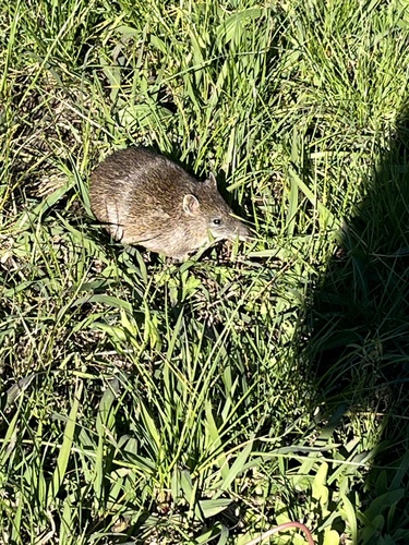 Southern Brown Bandicoot