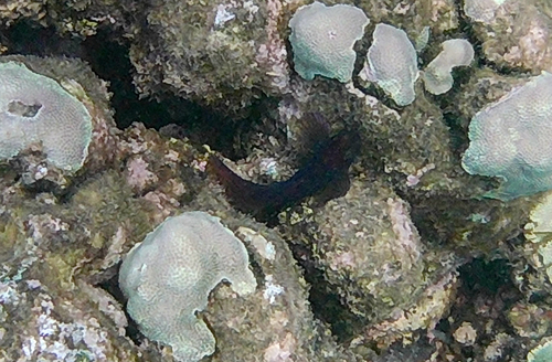 Cirripectes vanderbilti observed 2026-07-31