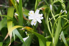 Iris japonica