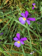 Viola tricolor tricolor