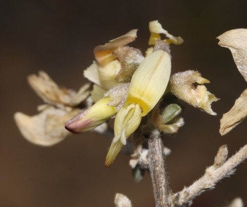 Image of Wiborgia sericea by (c) Brian du Preez, some rights reserved (CC BY-SA)