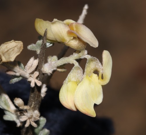 Image of Wiborgia sericea by (c) Brian du Preez, some rights reserved (CC BY-SA)