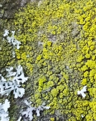 Candelariella xanthostigma