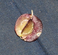 Wiborgia sericea
