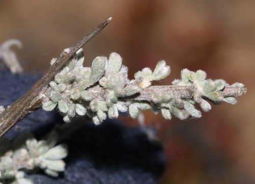 Image of Wiborgia sericea by (c) Brian du Preez, some rights reserved (CC BY-SA)